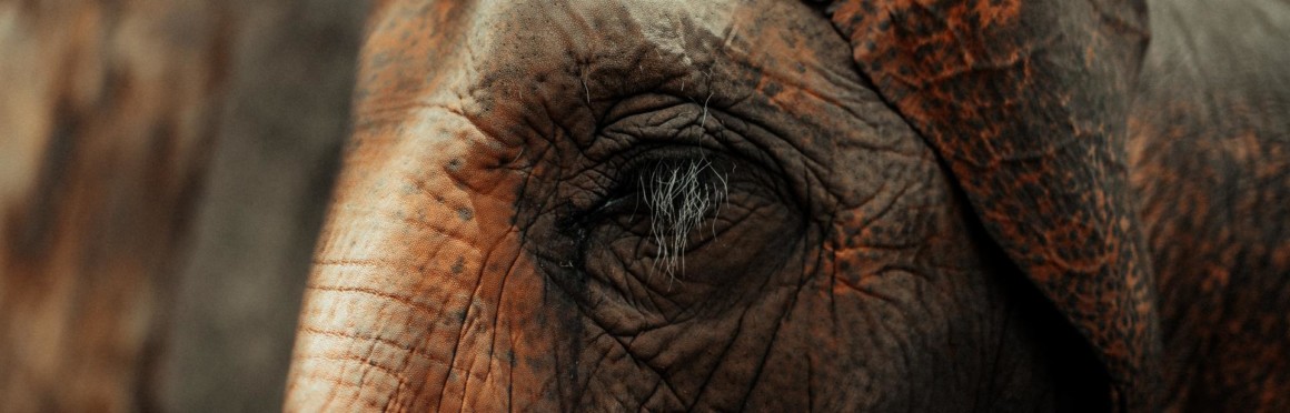 It is an elephant.